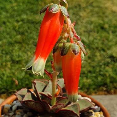 Echeveria Longissima var. Longissima