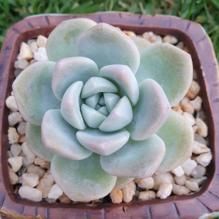 Plant image Echeveria Ice Green