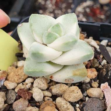 Crassula Moonglow Variegata