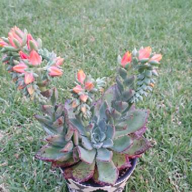 Echeveria Riga