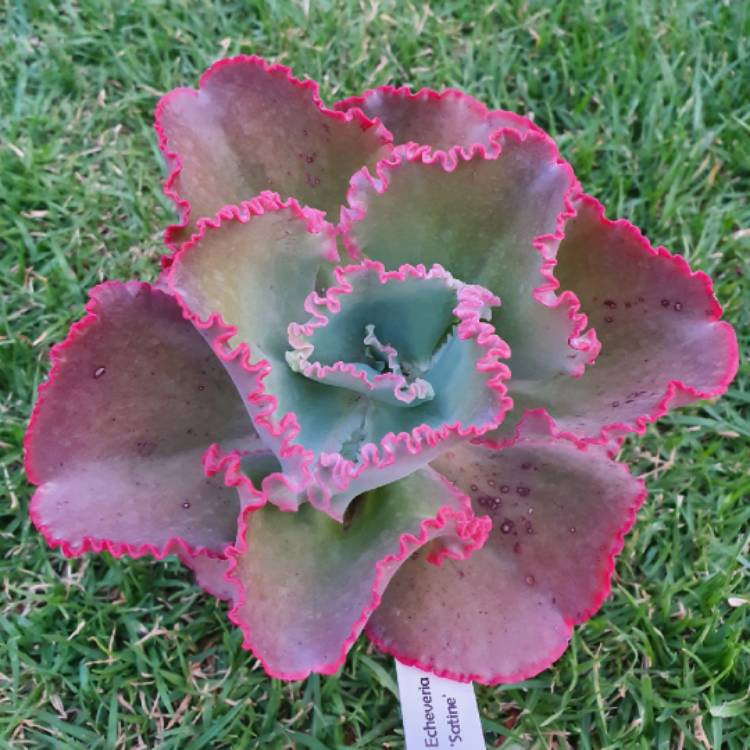 Plant image Echeveria Satine