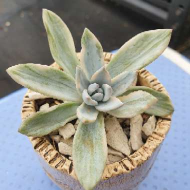 x Pachyveria Powder Puff Variegated