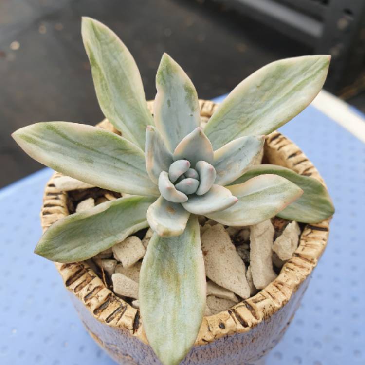 Plant image x Pachyveria Powder Puff Variegated