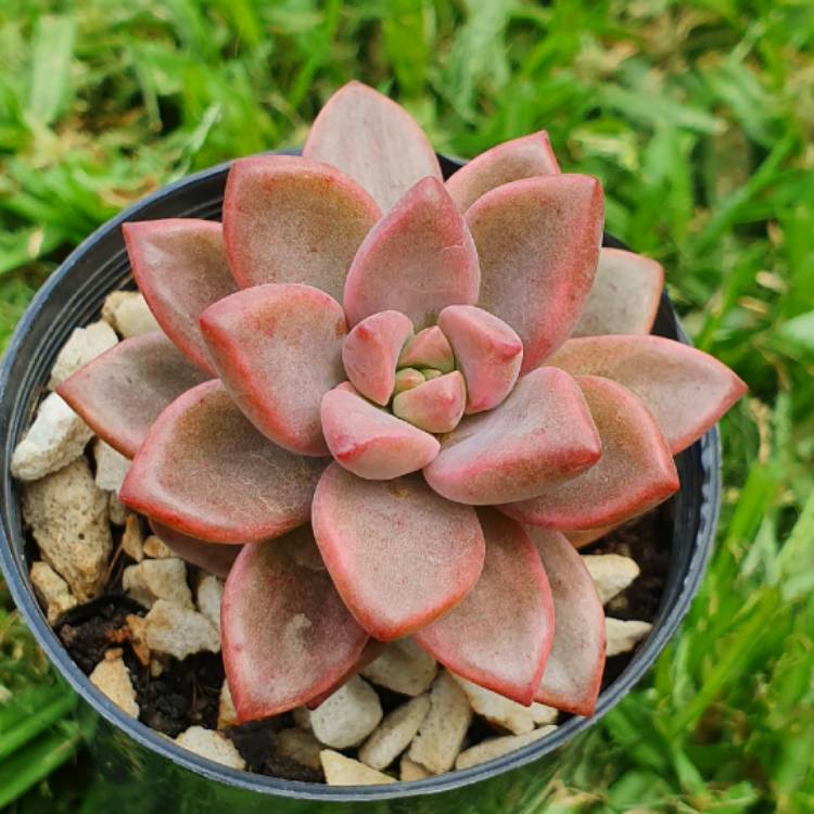 Plant image x Graptosedum Bronze Variegata