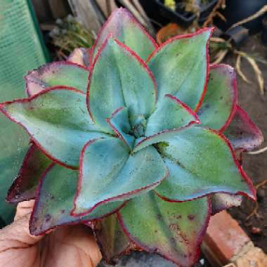 Echeveria Subrigida