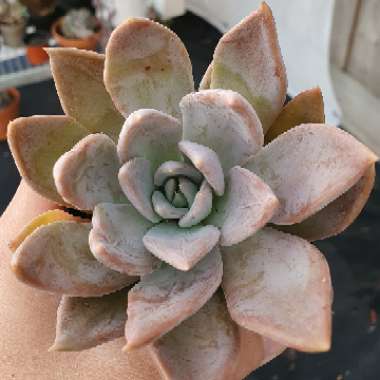 Echeveria Silver Queen