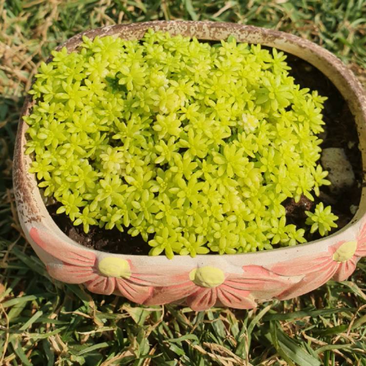 Plant image Sedum Hispanicum Aureum