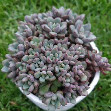 xGraptoveria Purple Dreams