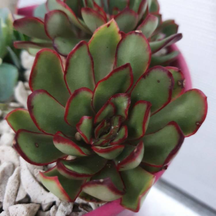 Plant image Echeveria Christmas