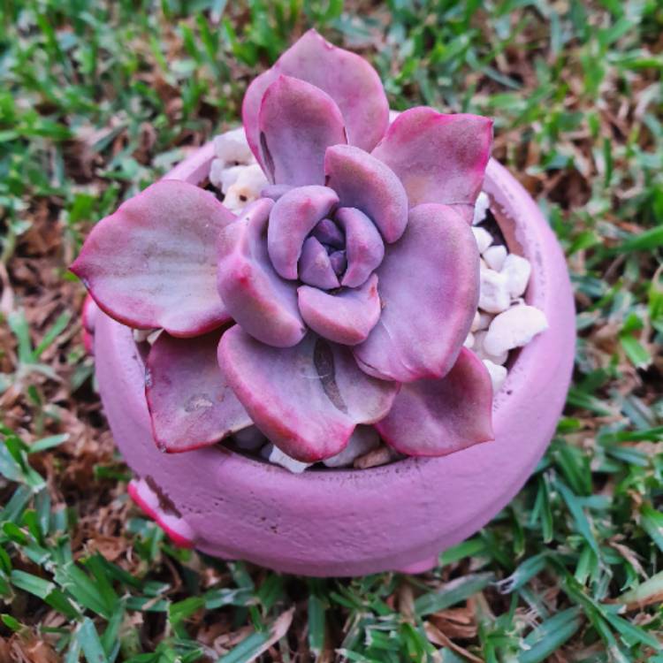 Plant image xGraptoveria Mrs Richards Variegata