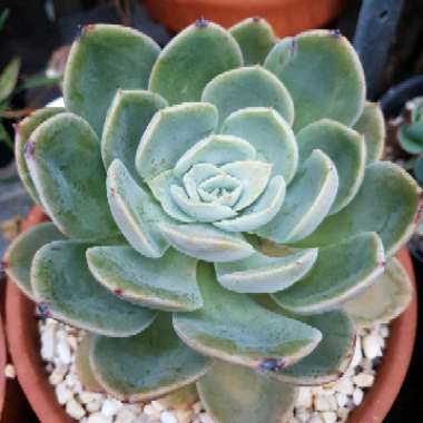 Echeveria Agyntha