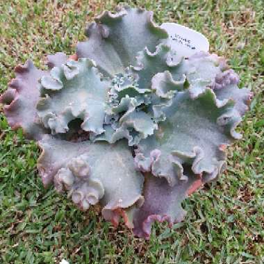 Echeveria Marjorie Pouge