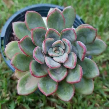 Echeveria Glow Sport