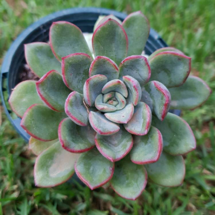 Plant image Echeveria Glow Sport