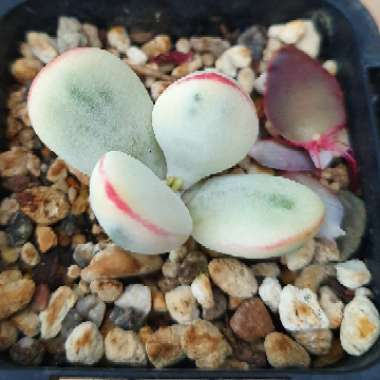 Cotyledon Orbiculata CV Fukushima variegated