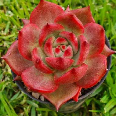 Echeveria Agavoides Amestro