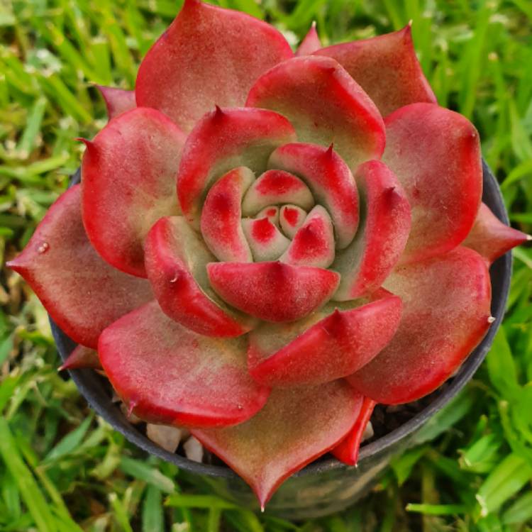 Plant image Echeveria Agavoides Amestro