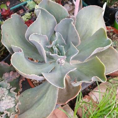 Echeveria Gibbiflora Peruvian Rose