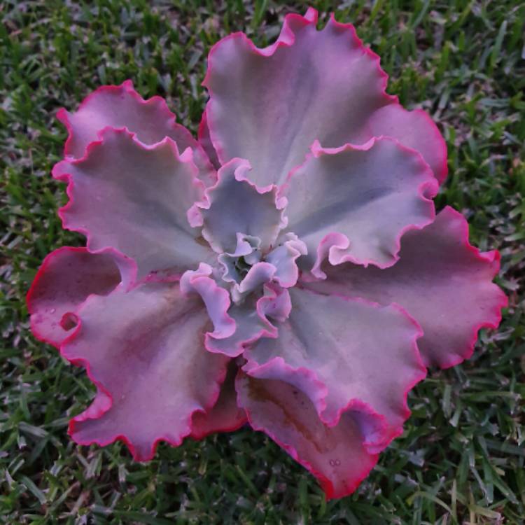 Plant image Echeveria Curls