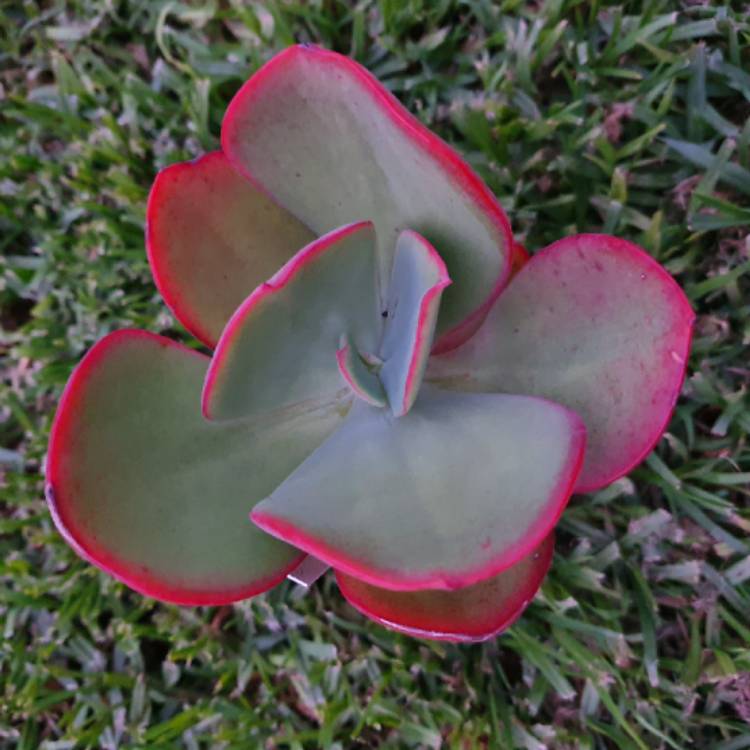 Plant image Echeveria Gigantea Sp.