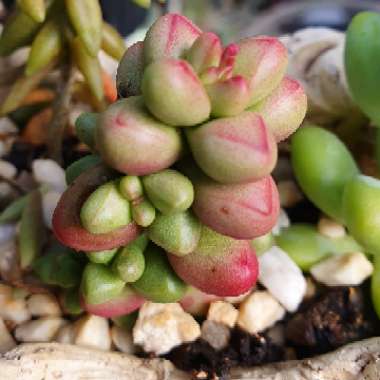 Crassula elegans