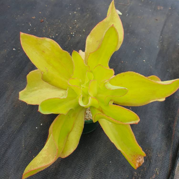 Plant image Echeveria Lemon Twist