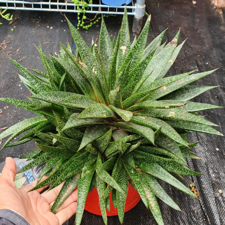 Plant image x Gasterhaworthia 'Sprite'