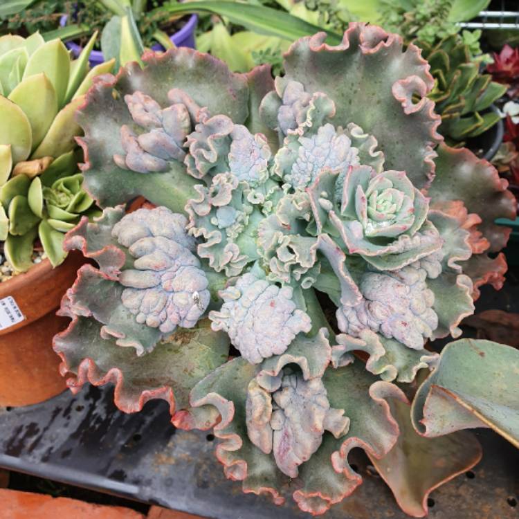 Plant image Echeveria Verrugas