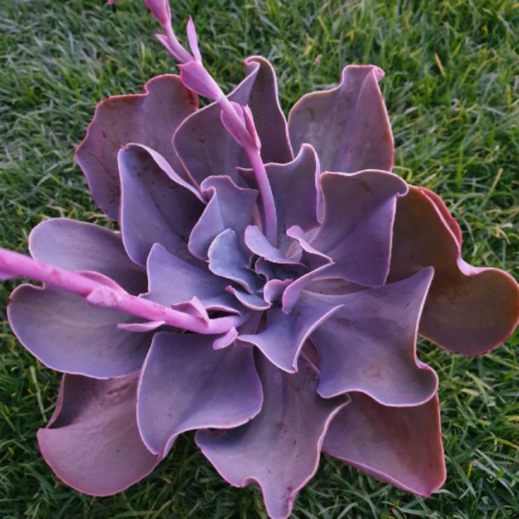 Plant image Echeveria Gibbiflora Peruvian Rose