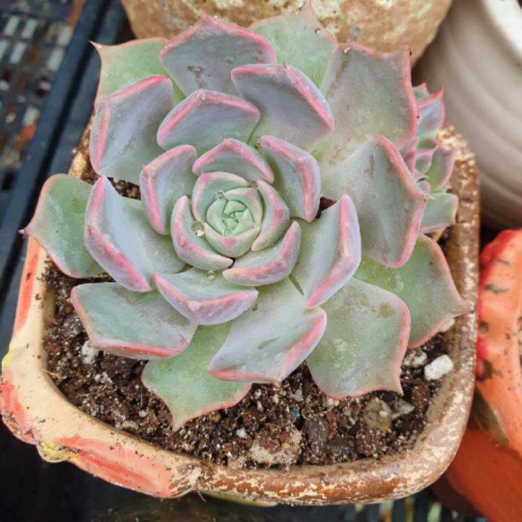 Plant image Echeveria Fiona's Choice 