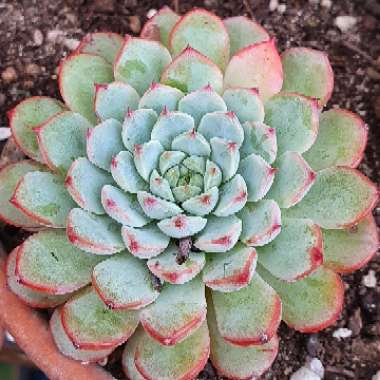 Echeveria Vincent Catto Asia Form