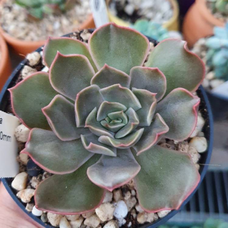 Plant image Echeveria Kisses