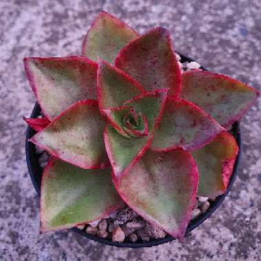 Echeveria Salsa Verde