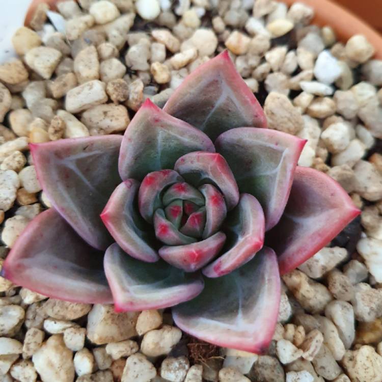 Plant image Echeveria Baekya