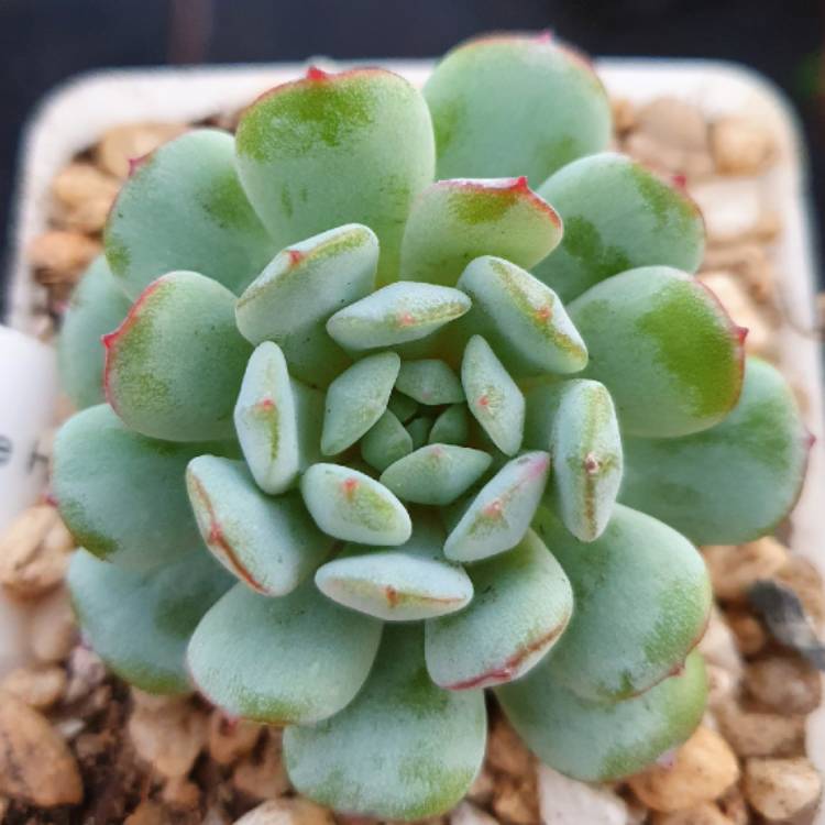 Plant image Echeveria Laui x Vincent Catto