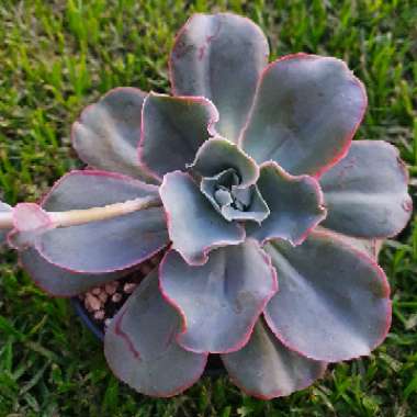 Echeveria Pinkle