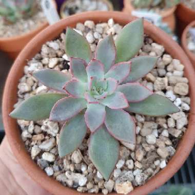 Echeveria Caamanoi