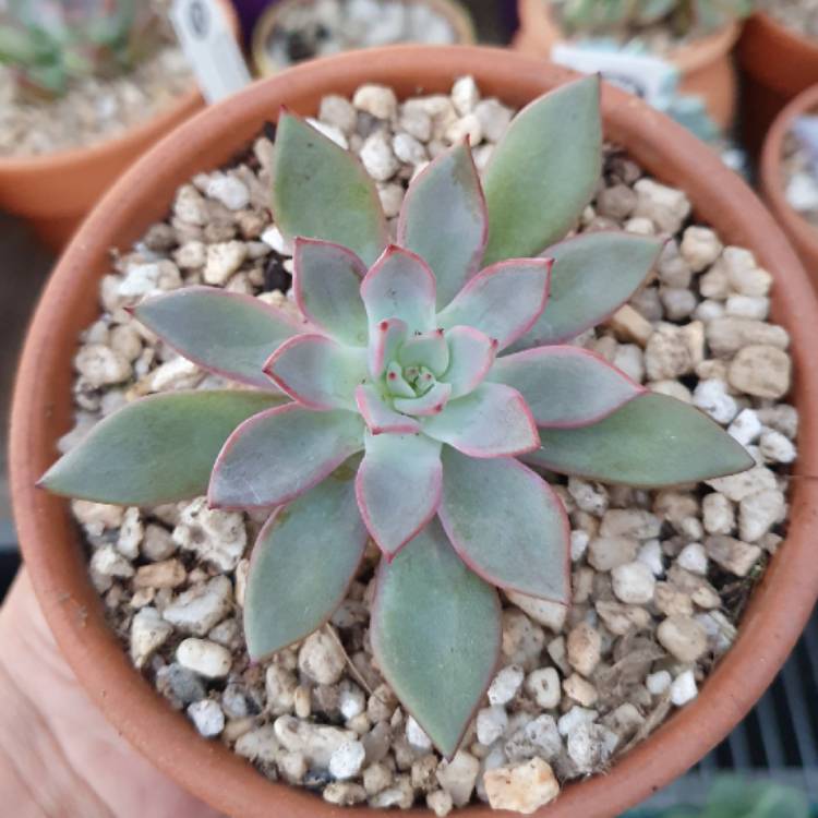 Plant image Echeveria Caamanoi