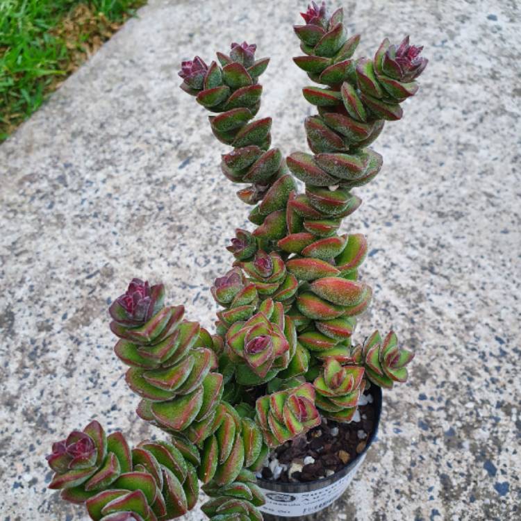 Plant image Crassula Jade Tower