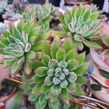 Echeveria Set Oliver