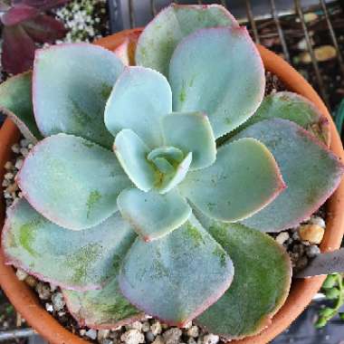 Echeveria Haku-Ho