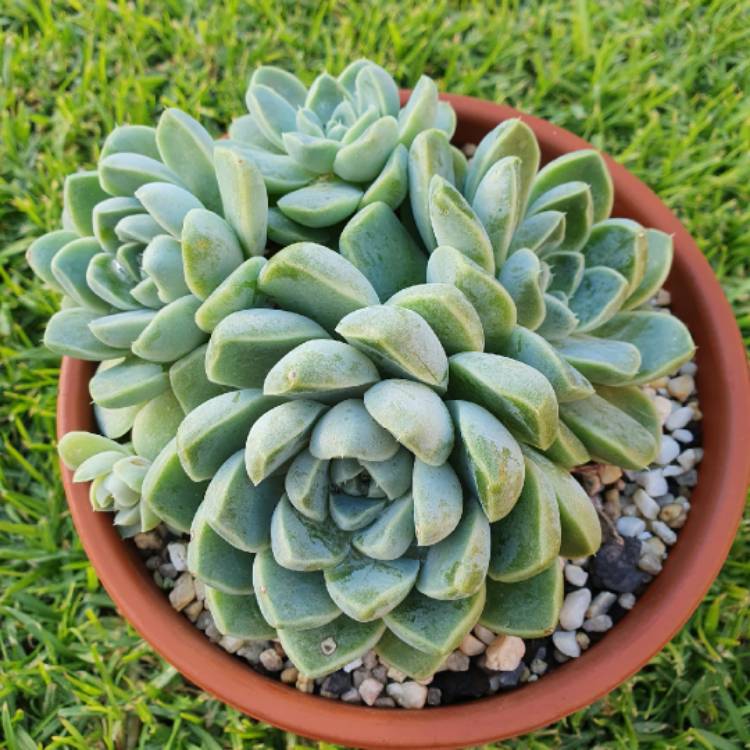 Plant image Echeveria Albicans