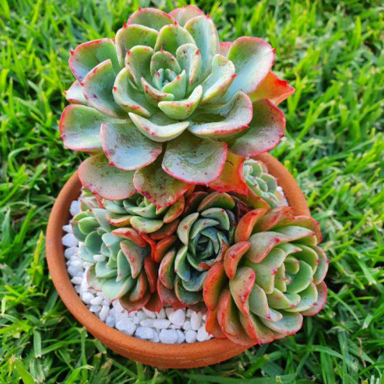 Plant image Echeveria Lara