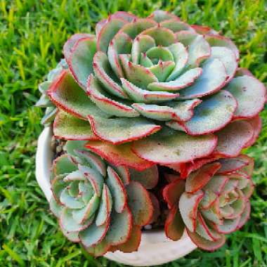 Echeveria Atlantis