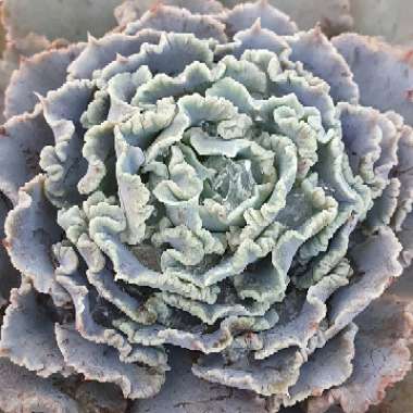 Echeveria Shaviana Truffles