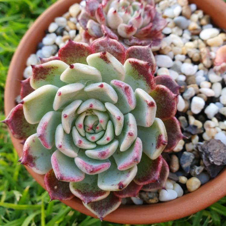 Plant image Echeveria Sara Hime Botan