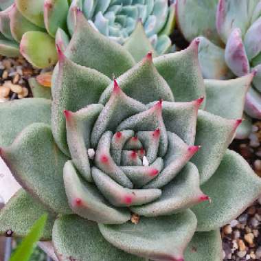 Echeveria Agavoides La Virgin 