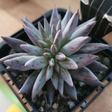 Echeveria Unguiculata Cristata