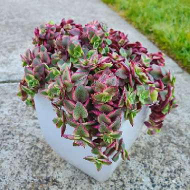 Crassula 'Isabella'