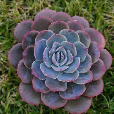 Echeveria Laurensis × Cante